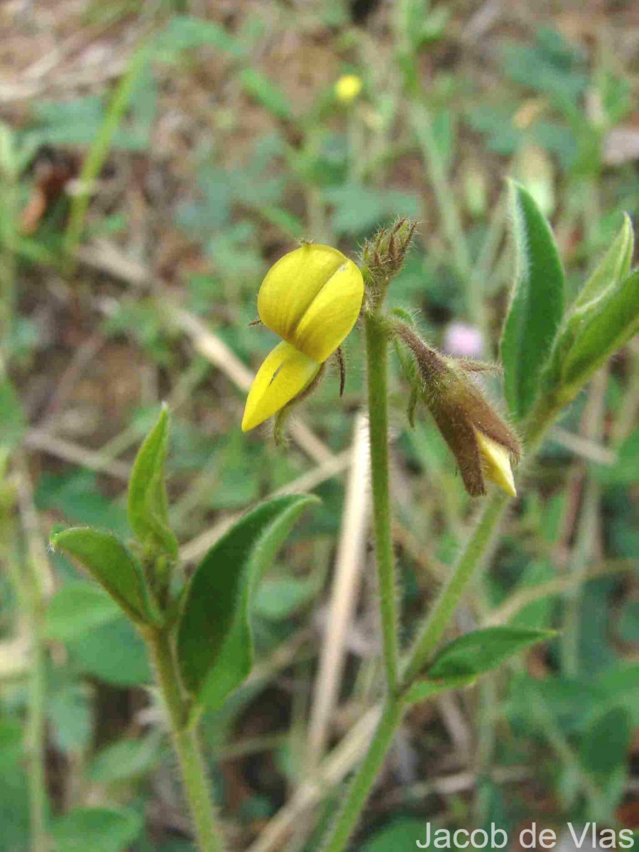 Crotalaria lejoloba Bartl.